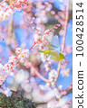 Flying Umejiro 100428514