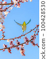 Flying Umejiro 100428530