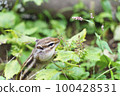 chipmunk in nature 100428531