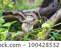 Chipmunks eat leaves 100428532