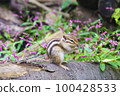 Chipmunk to eat 100428533