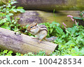chipmunk with hand over mouth 100428534
