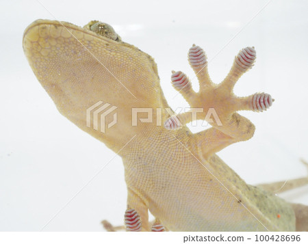 back of gecko hand 100428696