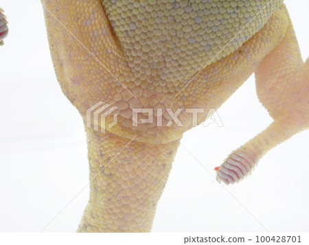 gecko butt 100428701
