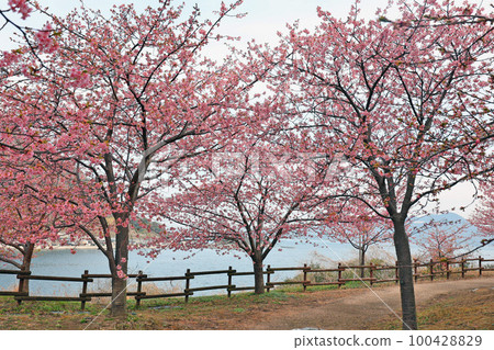 Kawazu Sakura (Kamitski) 100428829