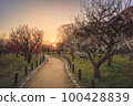 Sunrise at Osaka Castle plum grove 100428839
