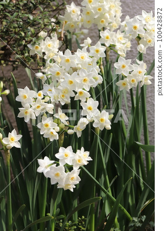 White bunch-flowered daffodil flowers blooming in the garden of early spring in Japan 100428872