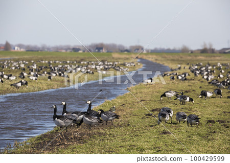 Flock of barnacle goose (Branta leucopsis) in a meadow 100429599