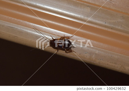 Medium-sized larva of black cockroach 100429632