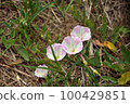 White and pink flowering Convolvulus arvensis known as field bindweed 100429851