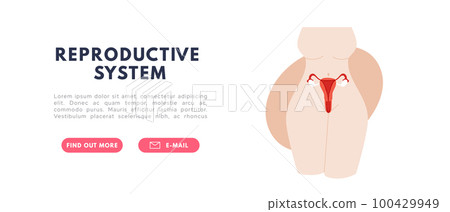 Female reproductive system. Organs location Uterus and ovaries. Flat vector illustration 100429949