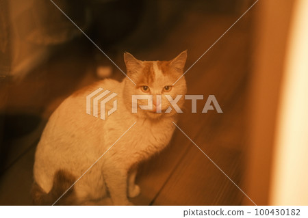 Daily routine of stray cats Daily routine of stray cats 100430182