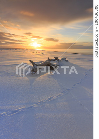 Driftwood and morning sun at Hamaatsuma Seaside Park in Atsuma-cho, Hokkaido 100430300