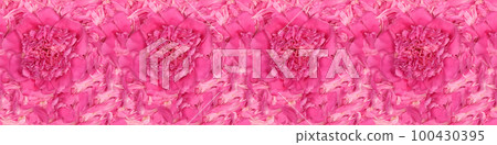 Seamless long banner, Pink peonies in pastel colors close-up 100430395