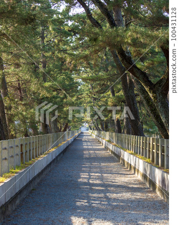 Scenery of the approach surrounded by pine trees 100431128