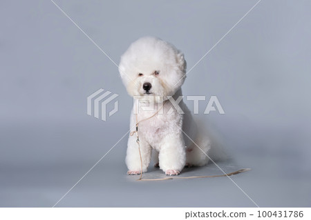 Bichon frise after a haircut sits in front of a gray background Bichon frise after a haircut sits in front of a gray background 100431786