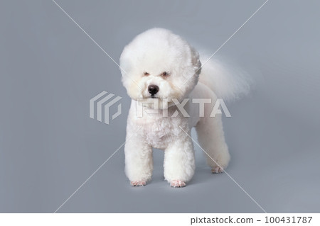 Charming bichon frise dog after grooming with a shorn head in the shape of a ball Charming bichon frise dog after grooming with a shorn head in the shape of a ball 100431787