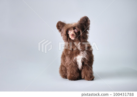Funny Chinese Crested puppy with long hair Funny Chinese Crested puppy with long hair 100431788