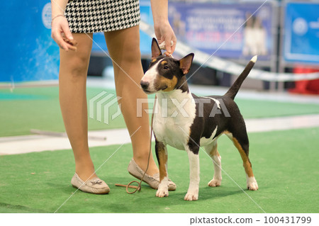 The handler puts a bull terrier exhibition dog in the rack. Side view The handler puts a bull terrier exhibition dog in the rack. Side view 100431799