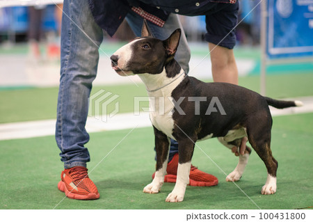 Handler a man puts a bull terrier dog in the rack. Handler a man puts a bull terrier dog in the rack. 100431800