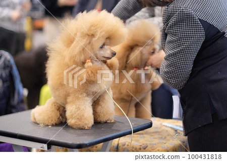 Charming apricot poodle at the dog show on the grooming table 100431818