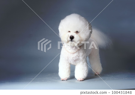 Bichon frise after grooming in a pet salon . Studio photo Bichon frise after grooming in a pet salon . Studio photo 100431848