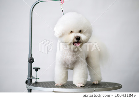 Bichon frise after a haircut in a pet salon front view close-up on a grooming table Bichon frise after a haircut in a pet salon front view close-up on a grooming table 100431849