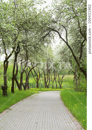 Path in the city park. City park in spring time 100431902
