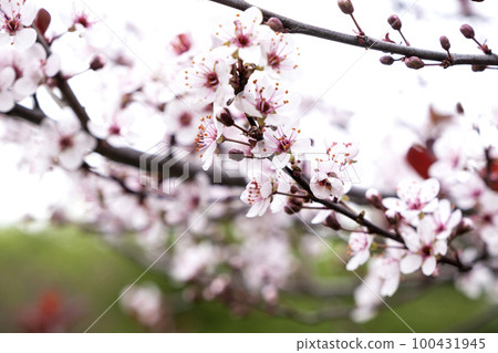 Beautiful flowering cherry tree in spring. Cherry flowers close up 100431945
