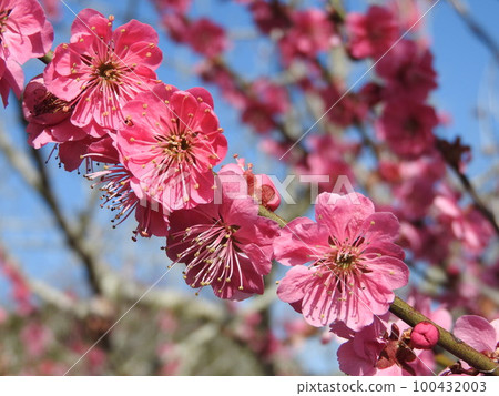 Red-bloom in full bloom 100432003