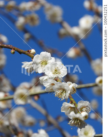 White plum blossoms 100432251