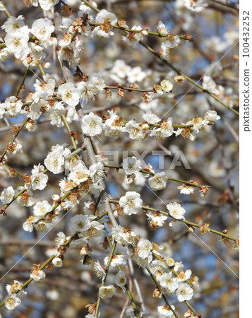 White plum blossoms 100432252