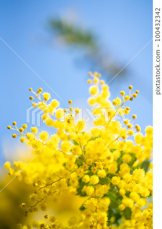 Yellow flowers in full bloom Spring image 100432342