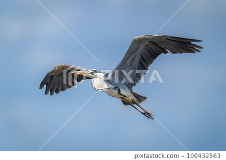Grey heron gliding across sky in sunshine 100432563