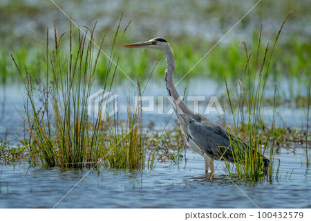 Grey heron stands in grass in shallows Grey heron stands in grass in shallows 100432579