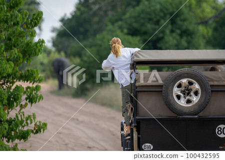 Guest on jeep watching African bush elephant 100432595