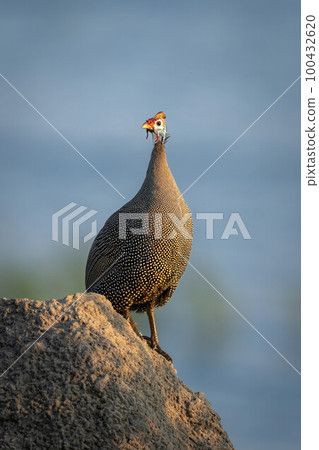 Helmeted guineafowl on termite mound turning head 100432620
