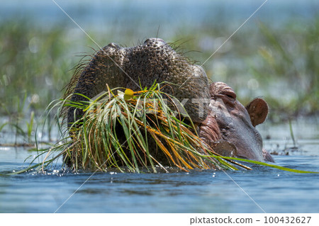 Hippo eating grass in river in sunshine 100432627