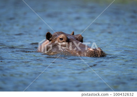 Hippo in river watching camera in sunshine 100432632