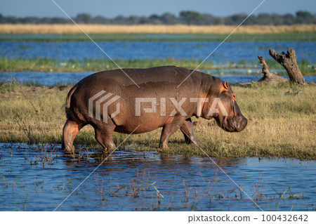 Hippo walking from river to grassy island 100432642