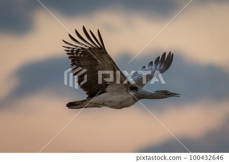 Kori bustard flies in silhouette opening beak Kori bustard flies in silhouette opening beak 100432646