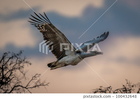 Kori bustard flies past with wings raised 100432648