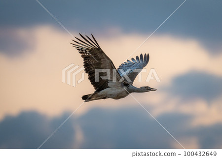 Kori bustard flies past with wings spread 100432649