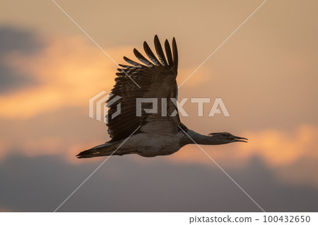 Kori bustard flying at sunset in silhouette 100432650