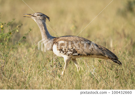 Kori bustard with catchlight walking through grass 100432660