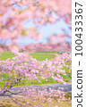 Kasamatsu Kawazu Sakura Road 100433367