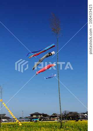 Carp streamers, yellow handkerchiefs and rape blossoms Carp streamers, yellow handkerchiefs and rape blossoms 100433425