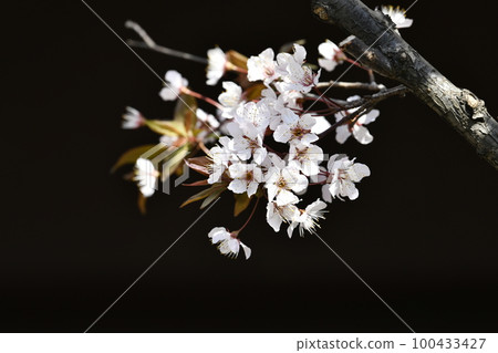 Yokohama cityscape in Japan Prunus Hollywood is already in full bloom. A cultivar that inherits the characteristics of Milo Balance Peach 100433427