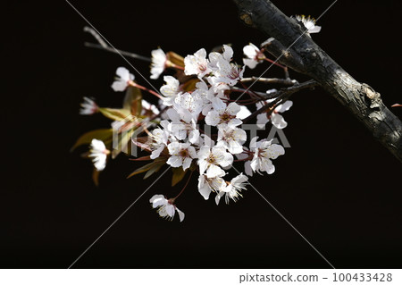 Yokohama cityscape in Japan Prunus Hollywood is already in full bloom. A cultivar that inherits the characteristics of Milo Balance Peach 100433428