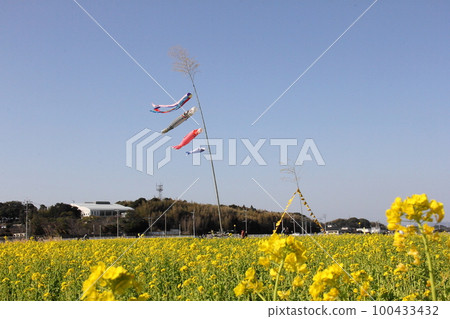 Carp streamers, yellow handkerchiefs and rape blossoms 100433432